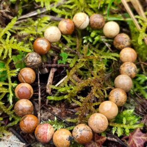 Bracelet en jaspe paysage